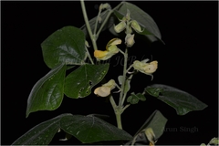 Rhynchosia bracteata